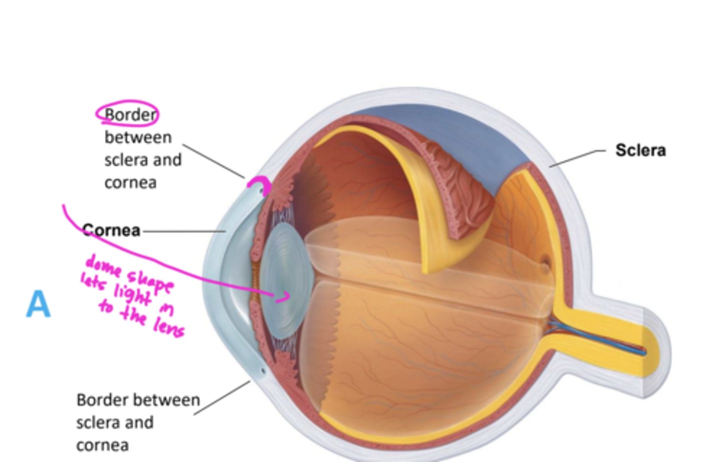 <p>cornea</p><p>dome shape lets light in to the lens</p>