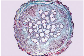 <p>Root</p>