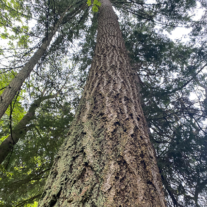 <p>pseudotsuga menziesii</p><p>Characteristics: mouse tail bracts on cone, rough thick bark, little apex buds at top of branches, plastic needle arrangement</p>