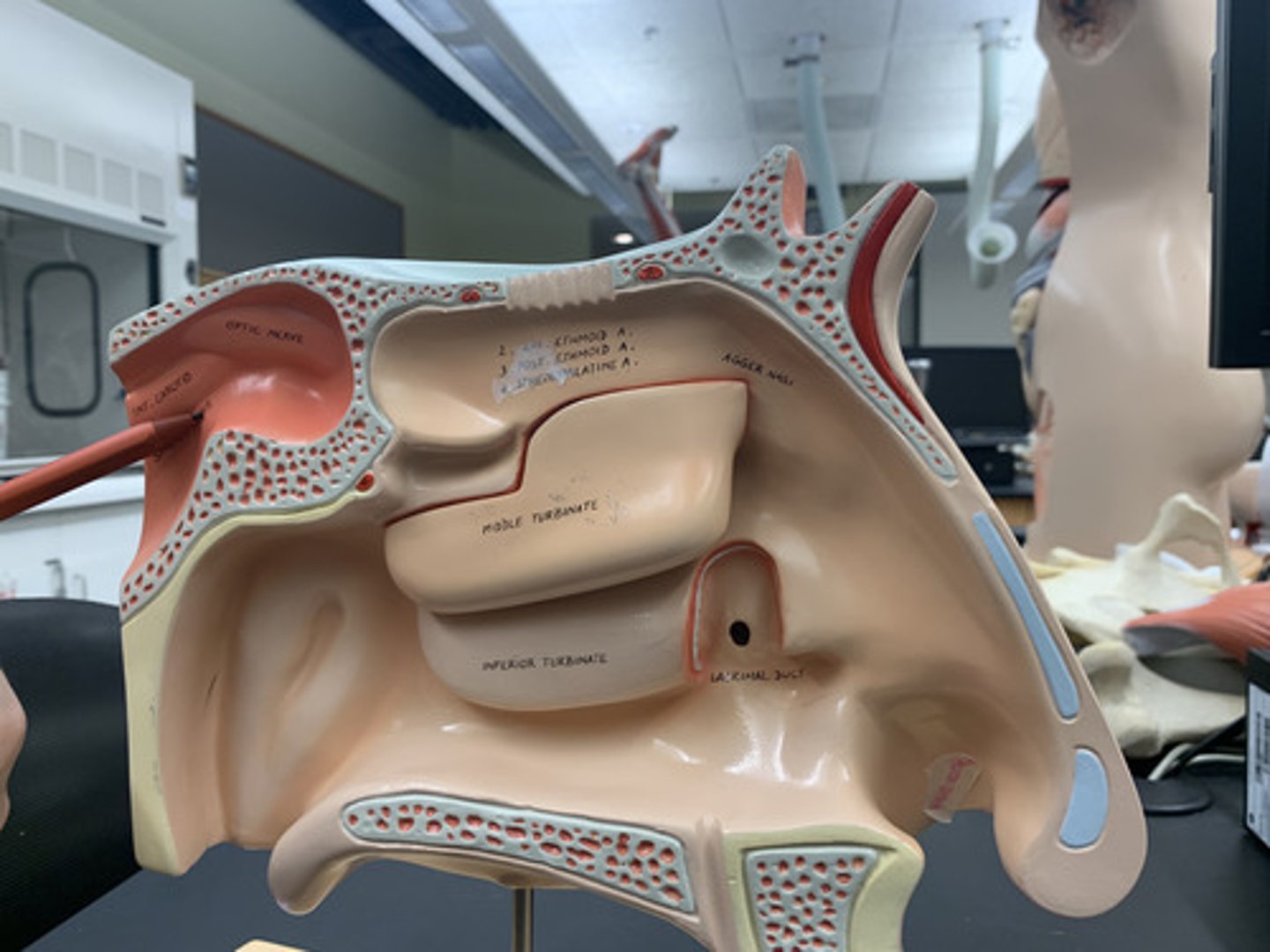 <p>sinus above and behind the nose</p>