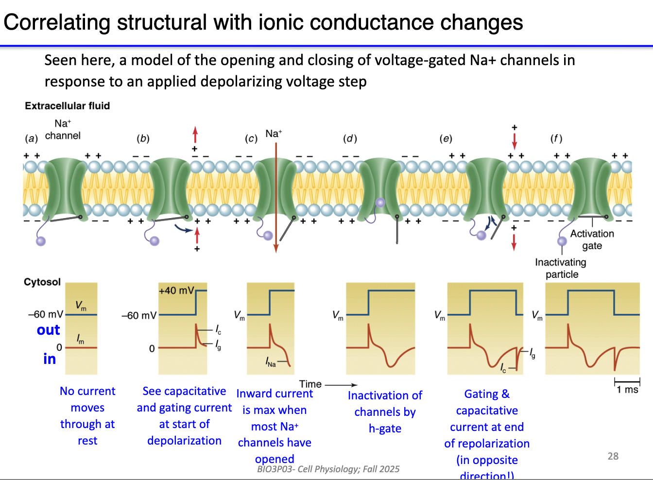 <ul><li><p><strong>At rest:</strong> channels closed → no current.</p></li><li><p><strong>Start of depolarization:</strong> gating + capacitative currents (small, brief), not due to ion flow.</p></li><li><p><strong>Peak depolarization:</strong> max inward Na+ current (many channels open).</p></li><li><p><strong>Later:</strong> Na+ channels inactivate (h-gate closes) → inward current stops.</p></li><li><p><strong>End of repolarization:</strong>&nbsp;gating and capacitative currents in the opposite direction.&nbsp;</p></li></ul><p></p>