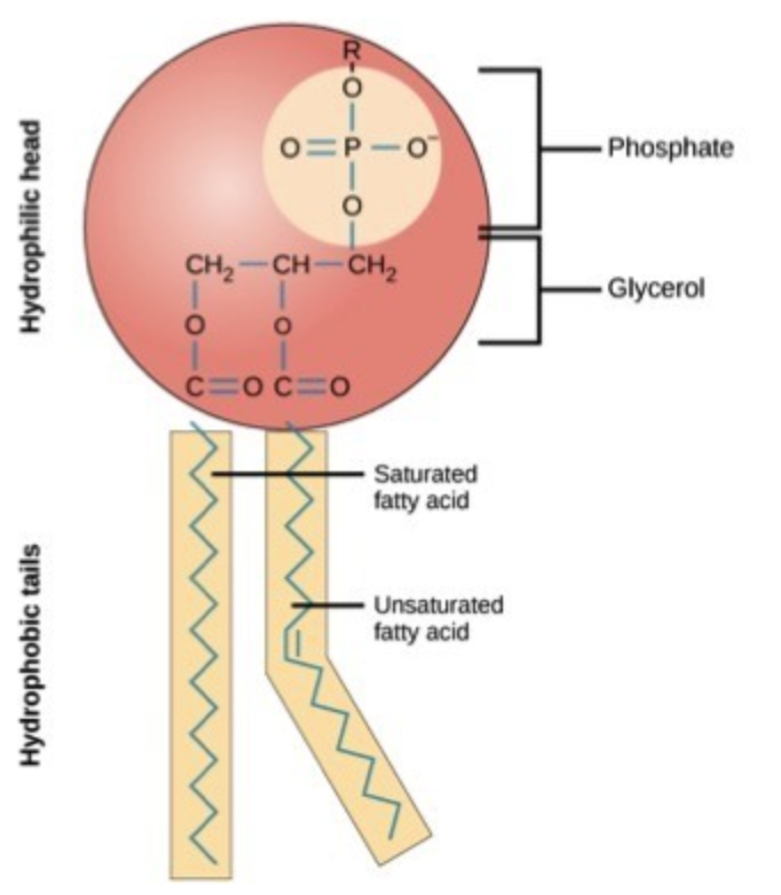 <p><strong>Monomer</strong> – glycerol and fatty acids</p><p class="E1017 x-scope qowt-point-para-32" style="text-align: left"><strong>Polymer</strong> – Lipids</p><p class="E1023 x-scope qowt-point-para-32" style="text-align: left">Examples: triglycerides, phospholipids, waxes and steroids.</p><p class="hideBullet E962 x-scope qowt-point-para-0" style="text-align: left">Lipids have several roles:</p><p class="E953 x-scope qowt-point-para-24" style="text-align: left">They are used to create barriers between environments (controlling what enters and exits the cell). Forming the cell membrane (phospholipids).</p><p class="E956 x-scope qowt-point-para-24" style="text-align: left">Storing energy. They are higher energy molecules than carbohydrates.</p><p class="E960 x-scope qowt-point-para-24" style="text-align: left">Transporting messages (steroids)</p><p class="hideBullet E962 x-scope qowt-point-para-0" style="text-align: left">Lipids can be grouped as mono un – saturated, poly un-saturated or saturated molecules. These categories depend on the number of double bonds between the carbon atoms in the tail. </p>