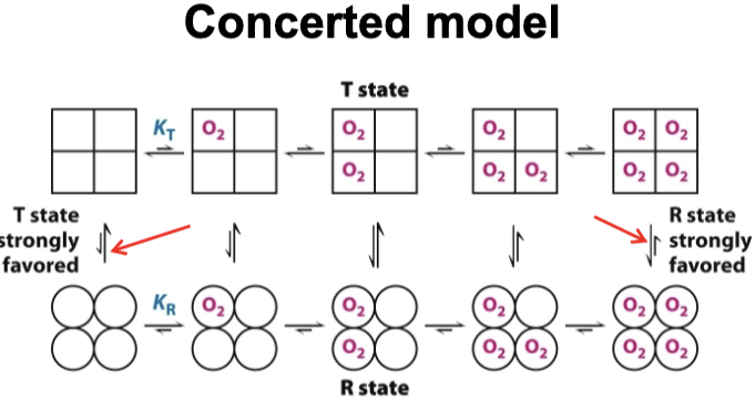 <p>It is a model that aims to describe the transition of hemoglobin from its T state to its R state. It states that all subunits are either in T or R state. At each level, there is an equilibrium between T and R states, favoring T state with no oxygen and R with oxygen binding. R has a greater affinity to O2 than T.</p>