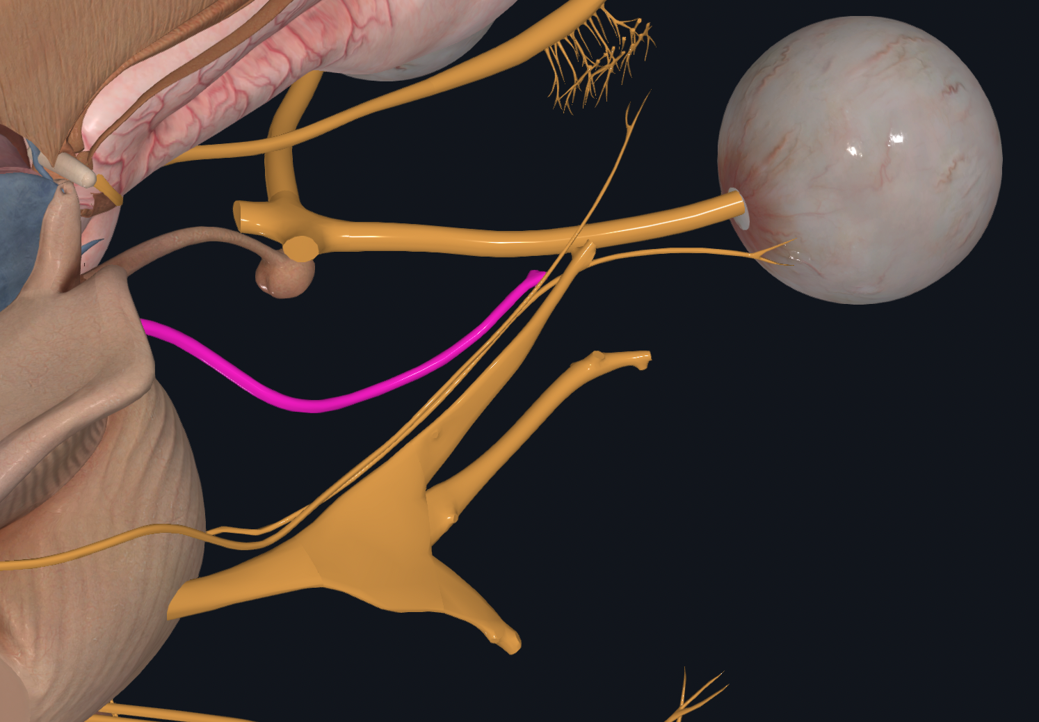 <p>Eyeball and Eyelid Movement, Pupil Constriction, Change of lens shape for near vision</p><p>Proprioception (awareness of the position of body parts)</p>
