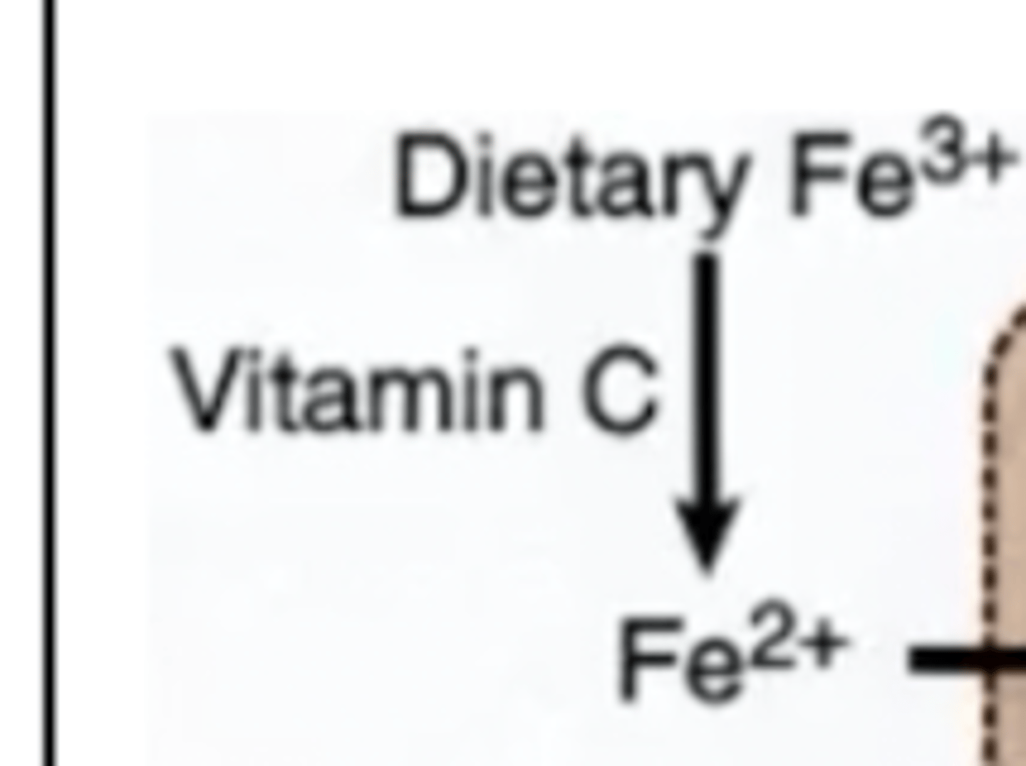 <p>This interaction forms from the interaction with vitamin C. About 10% of dietary iron is actually absorbed (about 1 mg per day - iron is never gotten rid of)</p>