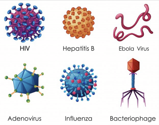 <p>DNA virus that affects human liver and causes serious infections.</p><ul><li><p>Hepatitis B</p></li></ul>