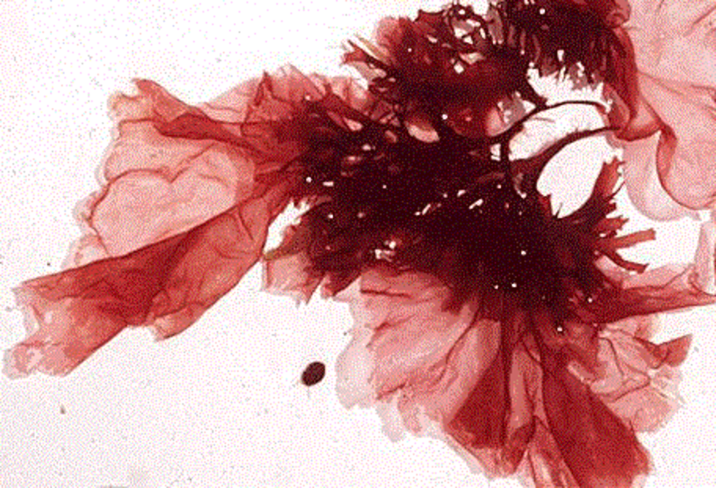 <p>tropical marine seaweeds, nori</p><p>cell walls contain agar and carrageenans, can store CaCO3</p><p>Storage: floridean starch</p><p>Pigments: phycobilin</p>