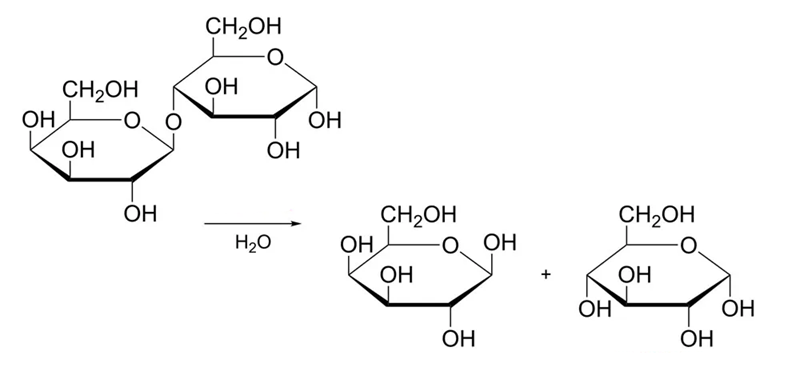 <p>reakcja katalizowana przez:</p>