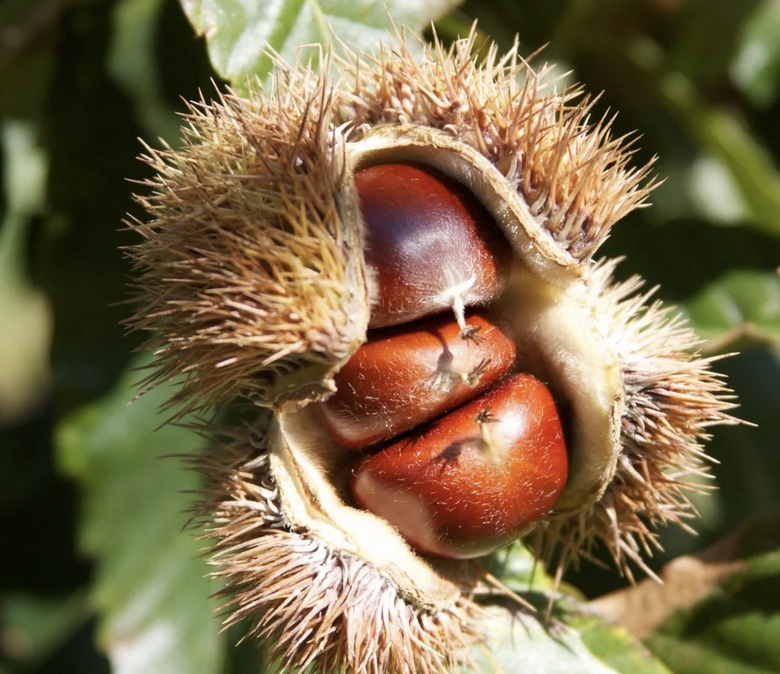 <p><em>Castanea mollissima</em></p><p>Fagaceae</p>