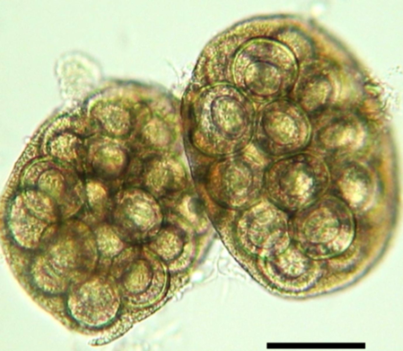 <p>What parasite is this if it is from a cat</p>