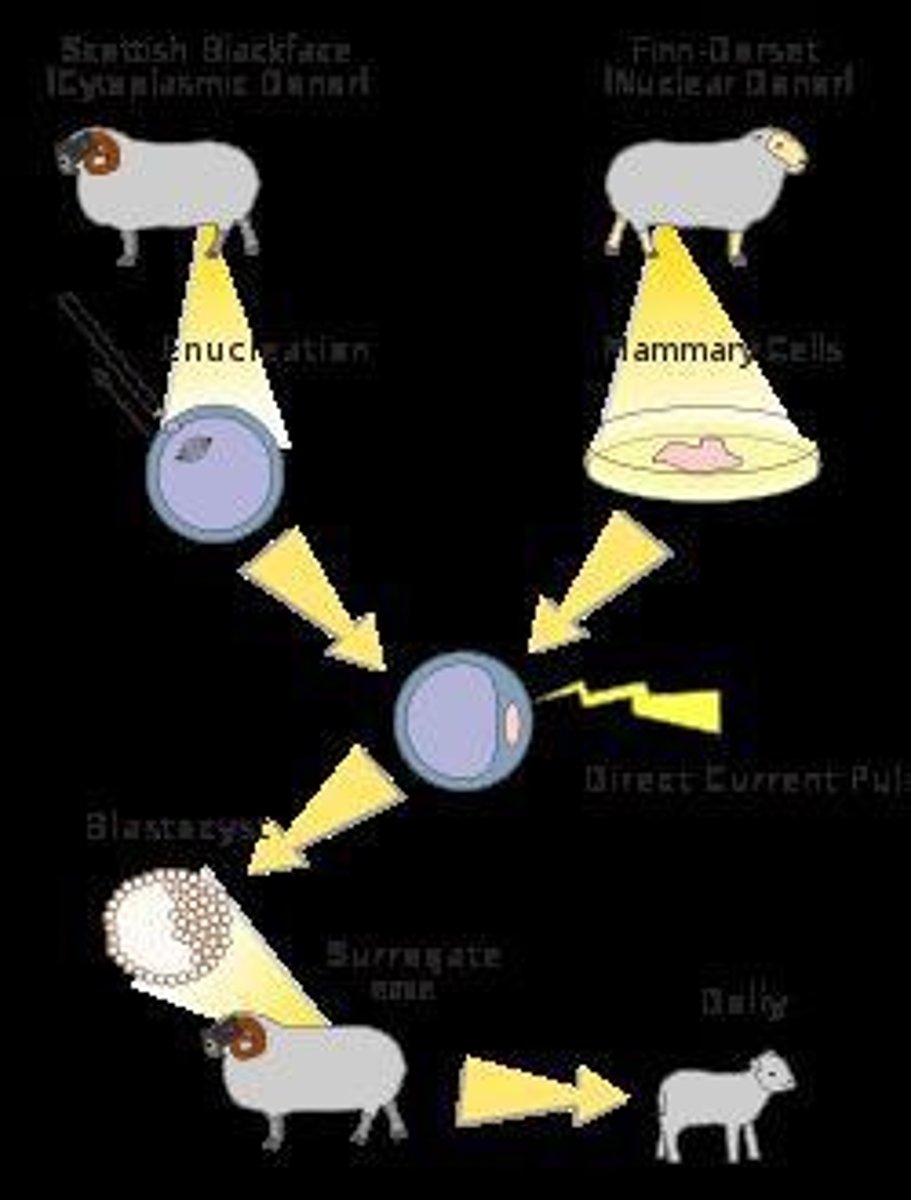 <p>Cloning for medical treatments and research.</p>