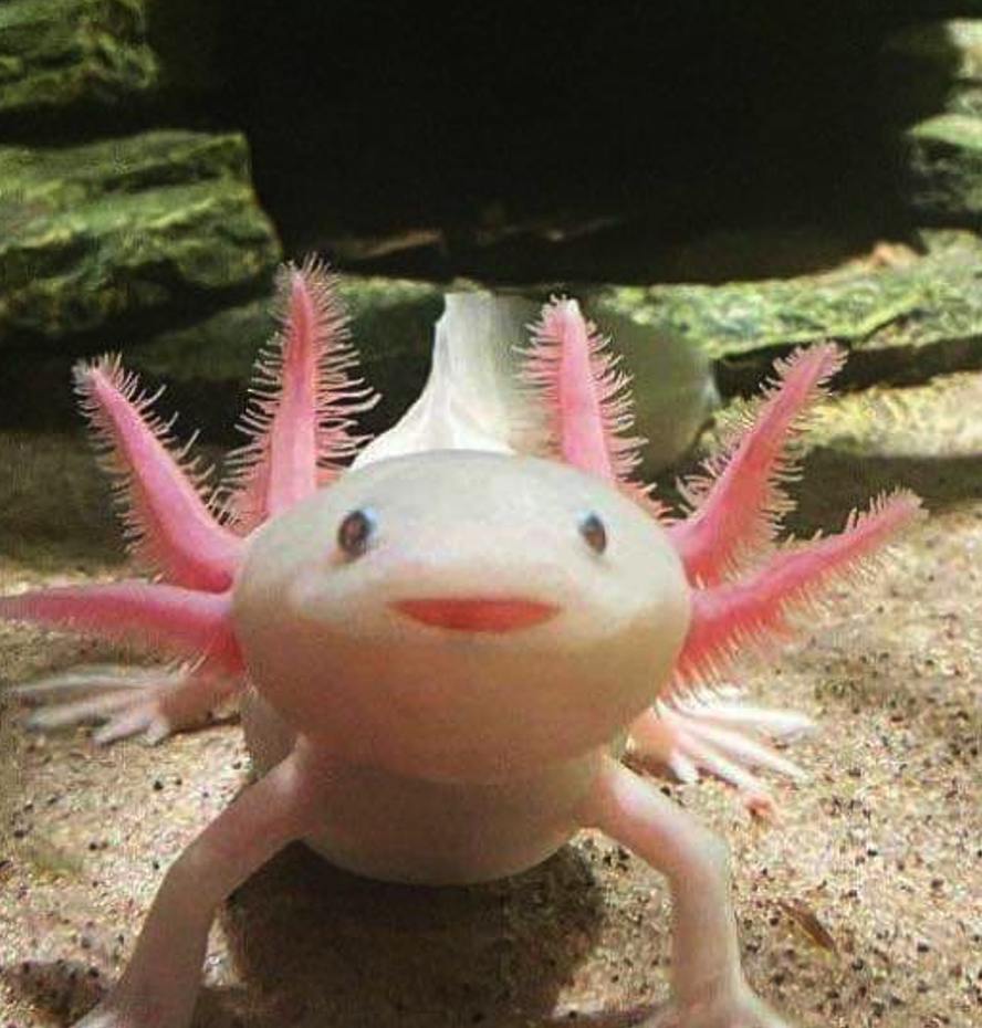 <p><span><span>• Een salamander soort</span></span></p>