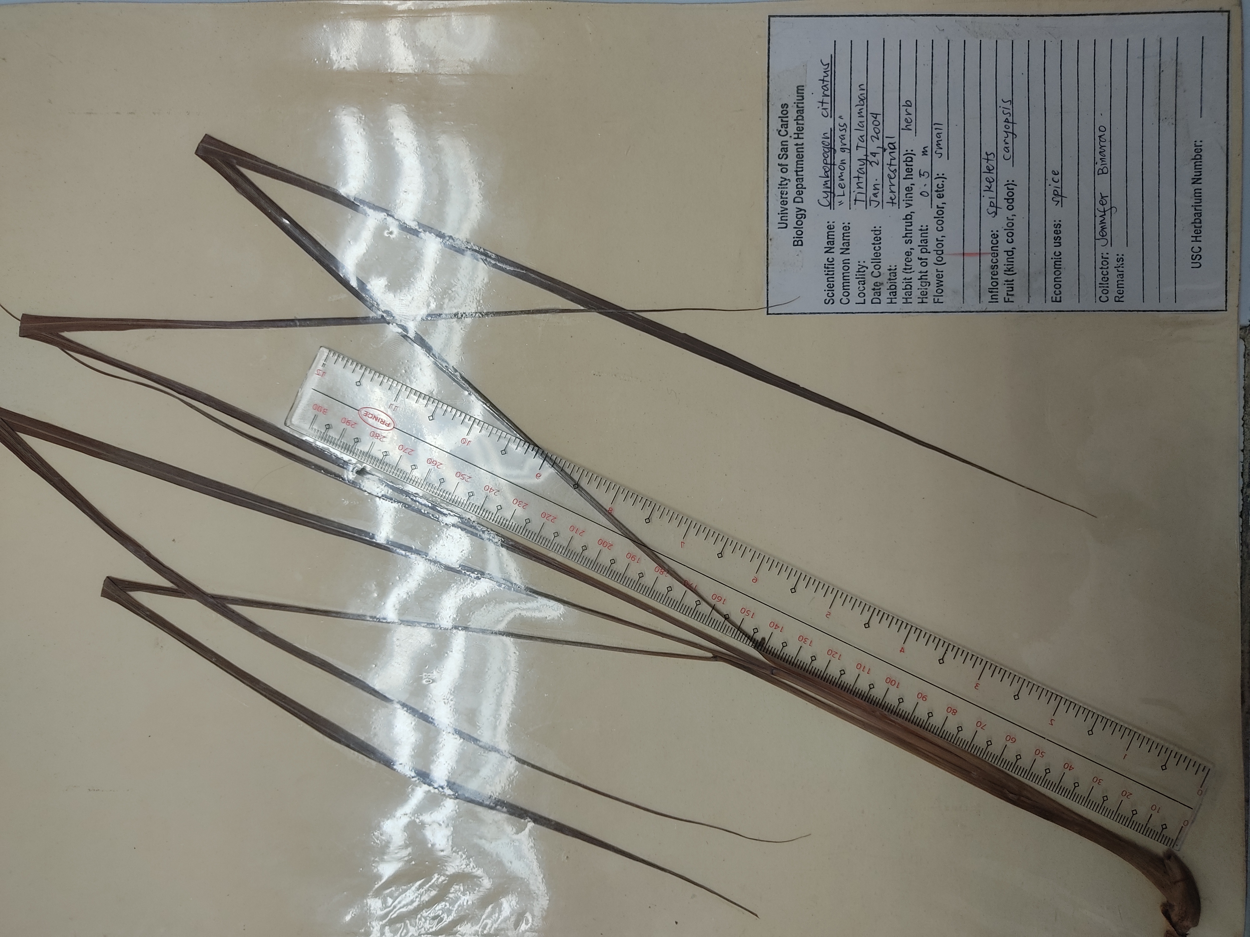 <p>monocot; a tall perennial fast growing grass with tuft of lemon scented leaves from the annulate and sparingly branched rhizomes</p>