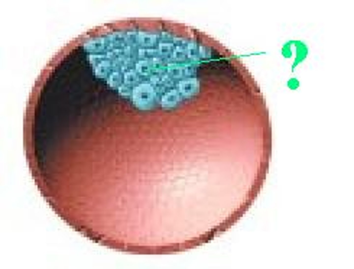 <p>inner cell mass</p>