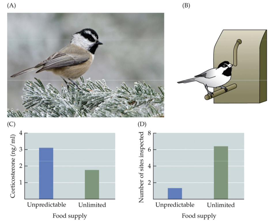 <p>Fig. 12.23: Food-changing mountain chickadees</p>