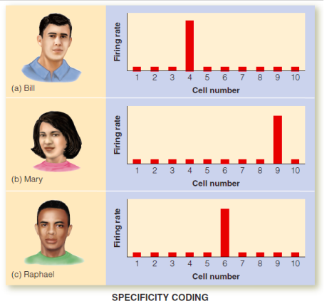 <p>Measure the response of individual neurons in humans undergoing surgery for epilepsy, finding neurons that seemed to respond to the presentation of specific faces.</p><p></p><p>Reported results for a patient undergoing surgery for epilepsy had the activity of individual neurons in their temporal lobe recorded.</p><p></p><p>Neurons were found that responded to images of one specific actor but not others, which could potentially represent an example of specificity coding.</p>