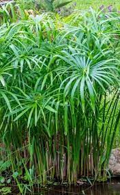 <p>Umbrella Plant, Umbrella sedge</p>