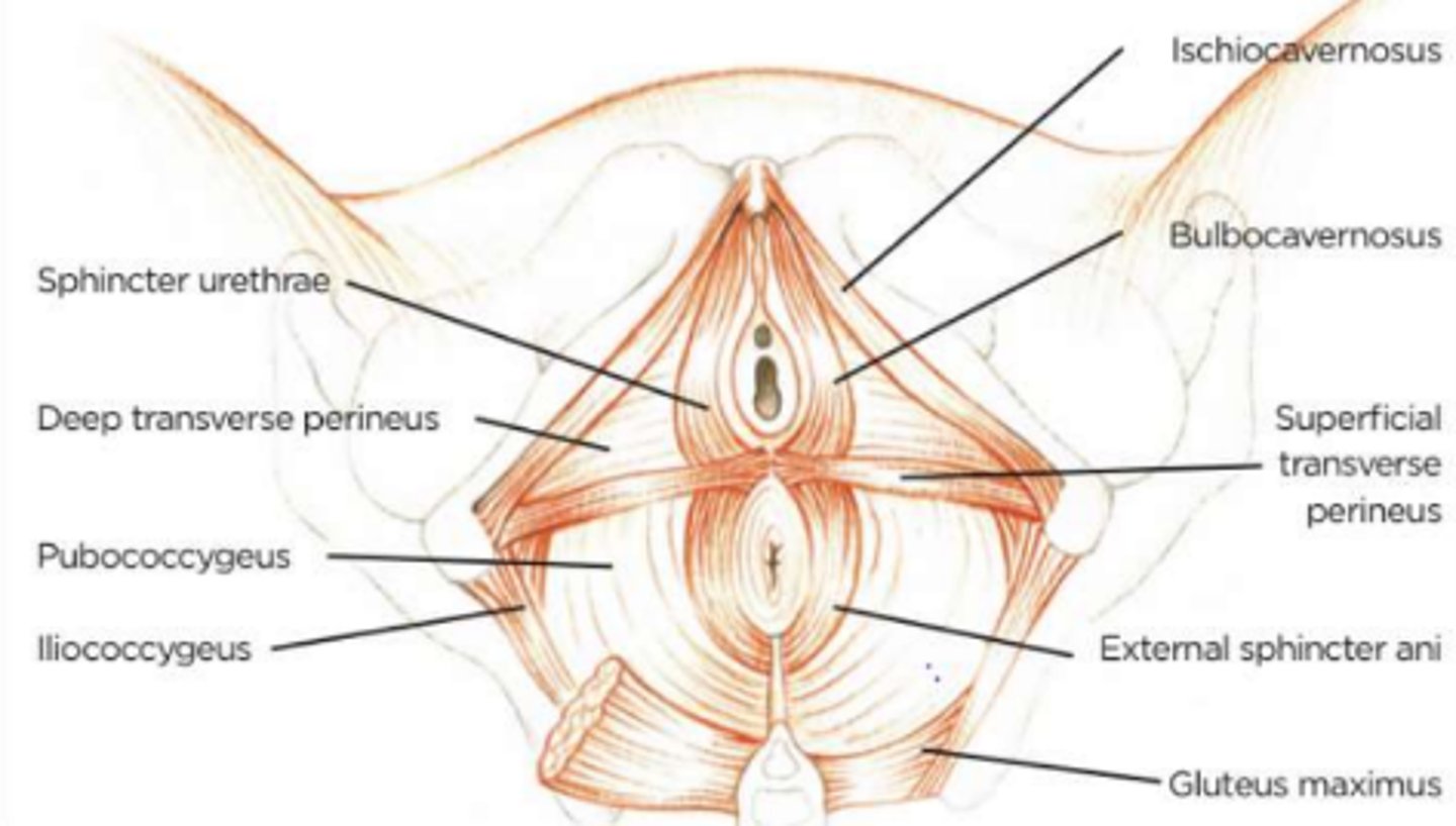 <p>Bulbocavernosus, ischiocavernosus, and superficial transverse perineal muscles.</p>