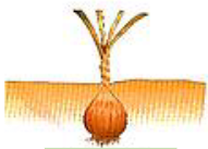 <p>Son tallos cortos, con hojas gruesas, escalonadas y carnosas que tienen material de reserva (como las cebollas)</p>