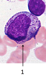 <p>IDENTIFY THE CELL</p><p>NOTE AT:</p><ol><li><p>THE SIZE</p></li><li><p>IS THERE PINK GRANULATION?OR ONLY BLUE AND PURPLE?</p></li><li><p>WHAT DOES THE CYTOPLASM LOOK LIKE?</p></li></ol><p></p>