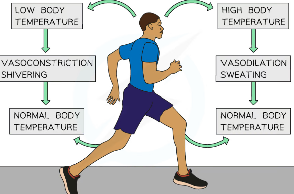 <p>Living organisms must control their internal environment in order to keep conditions within required limits</p><p>Homeostasis in humans:</p><ul><li><p>Thermoregulation refers to the control of body temperature</p></li><li><p>The optimum human body temperature is 37°C</p><ul><li><p>If body temperature increases e.g. during exercise, mechanisms for control will be initiated to return the temperature back to the optimum</p></li><li><p>Mechanisms include sweating or vasodilation</p></li></ul></li><li><p>Other homeostatic mechanisms in humans include glucoregulation (control of blood glucose levels) and osmoregulation (control of water levels)</p></li></ul>