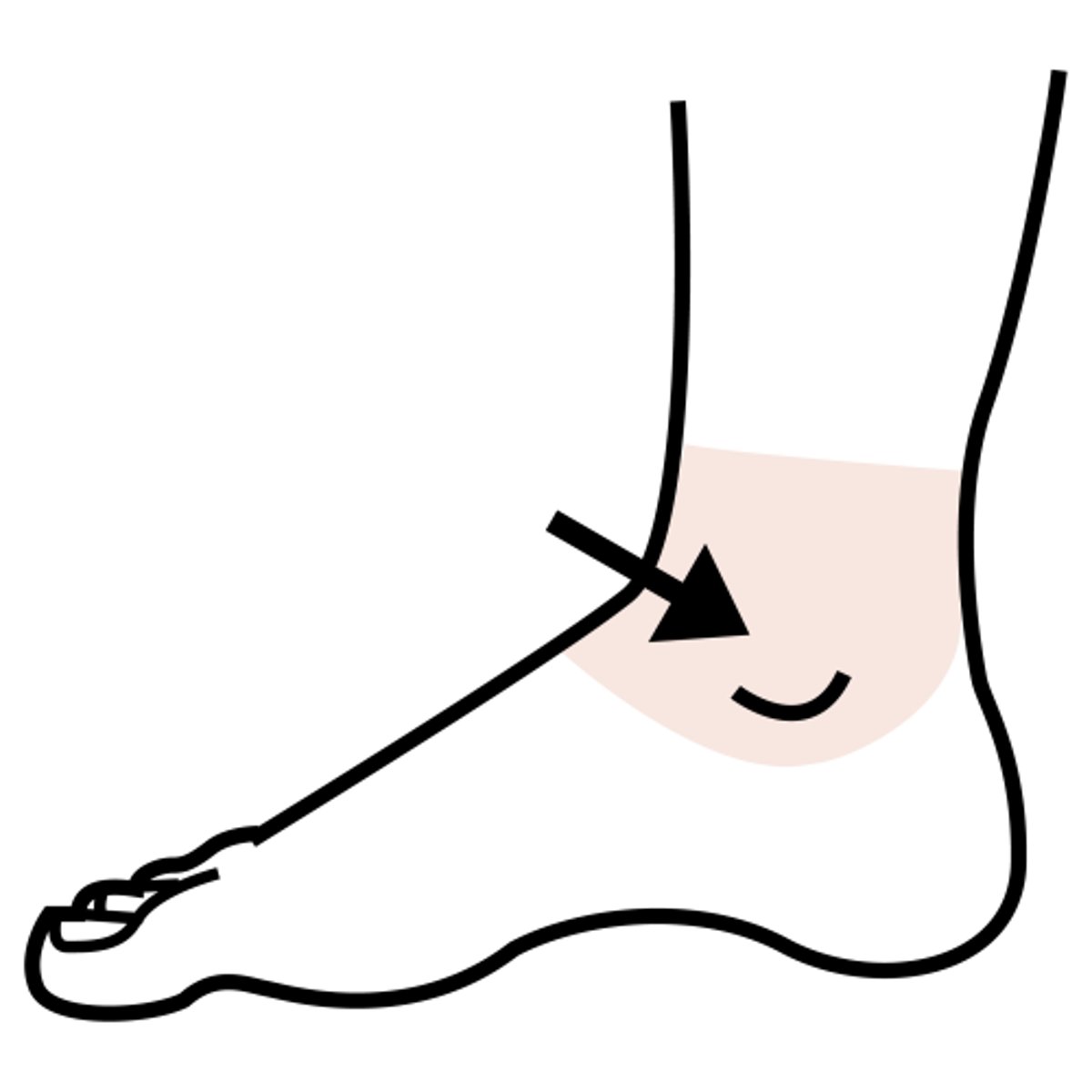 <p>ankle</p>