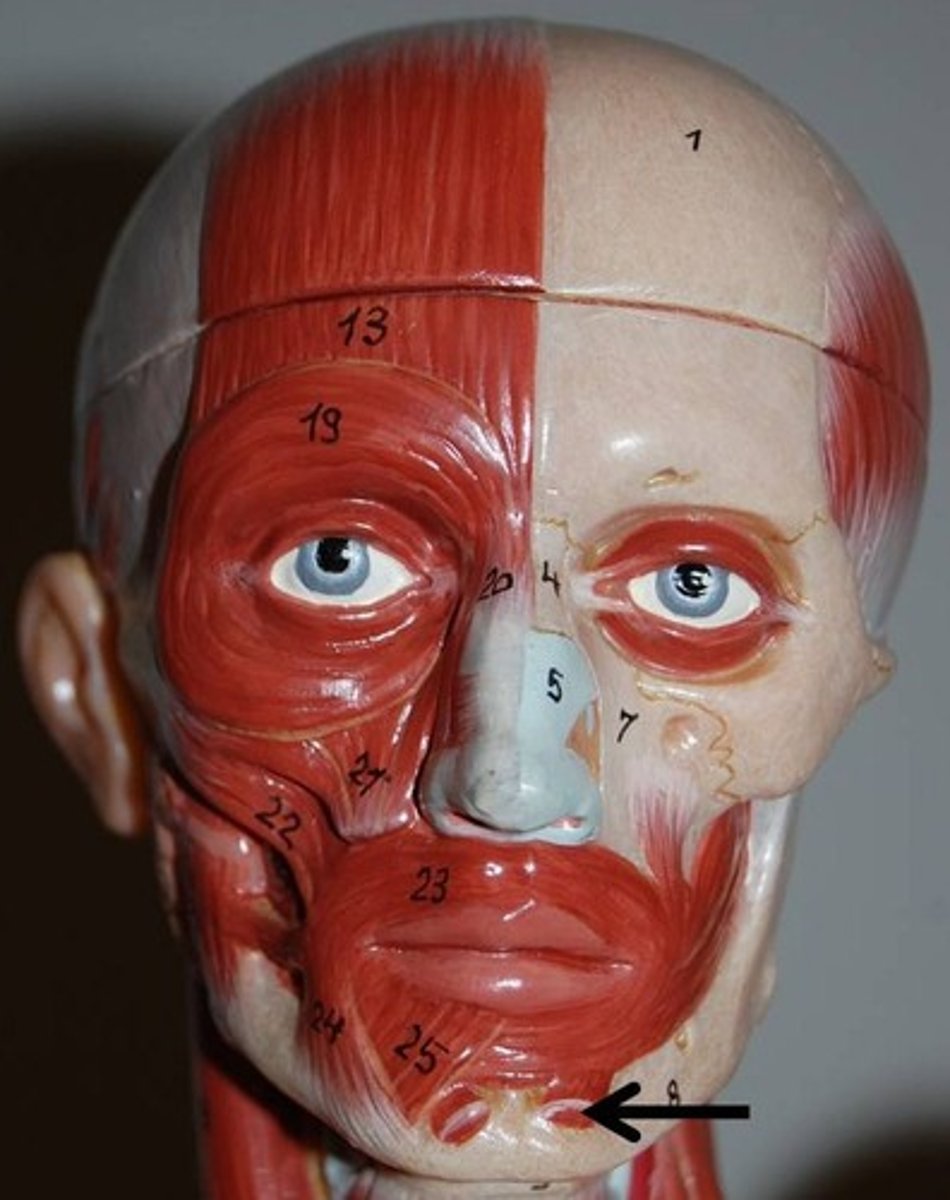 <p>triangular-shaped muscle located in the chin. It originates from the alveolar process of the mandible and inserts into the skin of the chin</p><p>action: protrude and evert the lower lip</p>