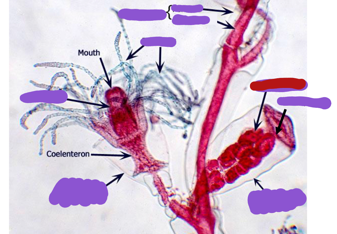 <p>Identify the red structure</p>