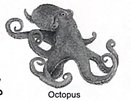 <p>octopus SP</p>