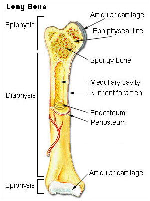 <ul><li><p>Bones that are longer than they are wide, such as the femur and tibia.</p></li><li><p>Diaphysis - contains bone marrow in a medullary cavity.</p></li><li><p>Epiphyses - covered with articular cartilage and are filled with red bone marrow, which produces blood cells. </p></li></ul><p></p>