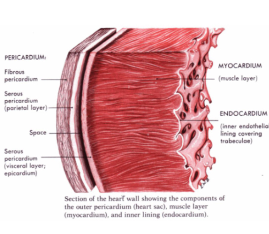 <p>Pericardium</p><ul><li><p>protective membrane w/ multiple layers of connective tissue, fluid filled to reduce friction. Keeps heart in position whilst allowing movement for breathing</p></li></ul><p>Epicardium:</p><ul><li><p>connective and adipose fat tissues for protection - fat accumulates here during to weight and age</p></li></ul><p>Mycocardium:</p><ul><li><p>thickest part of wall (95%), cardiac muscle that contracts for heart beats</p></li></ul><p>Endocardium:</p><ul><li><p>interior lining covering valves also. Thin smooth layer which minimised surface friction w/ blood.</p></li></ul><p></p>