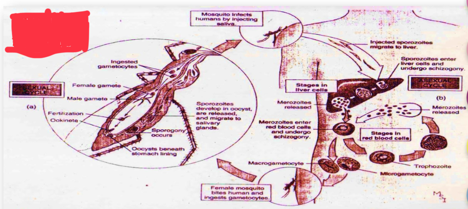 <p>Life cycle?</p>