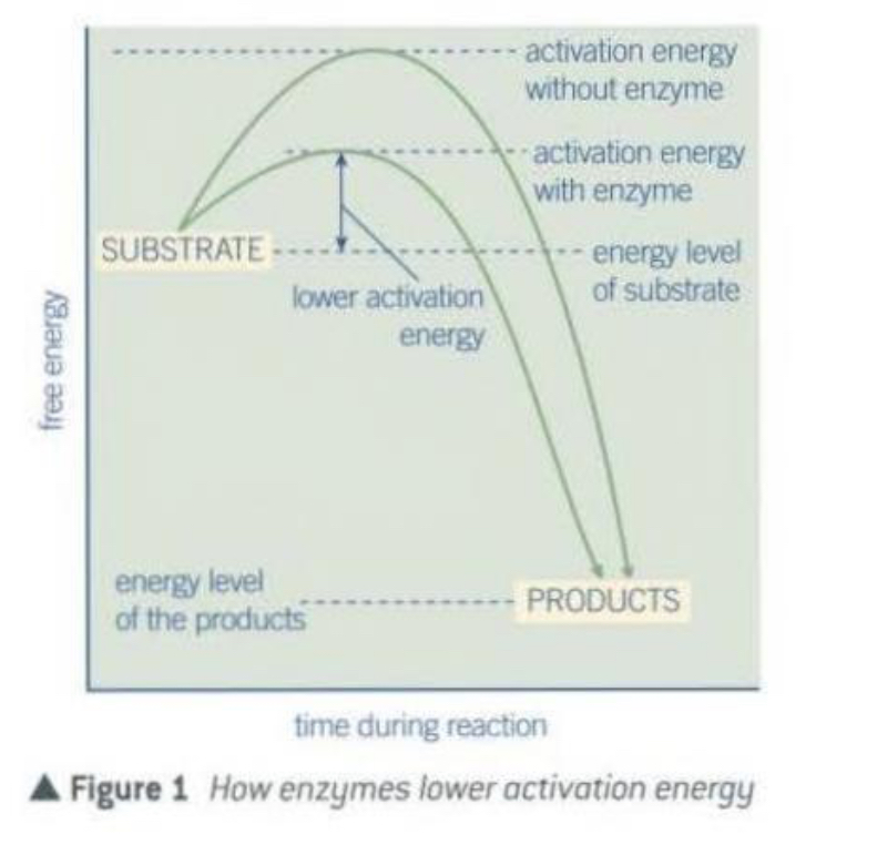 <ul><li><p>Many reactions require an initial amount of energy to start.</p></li><li><p>The minimum amount of energy needed to activate the reaction in this way is called the activation energy.</p></li></ul>
