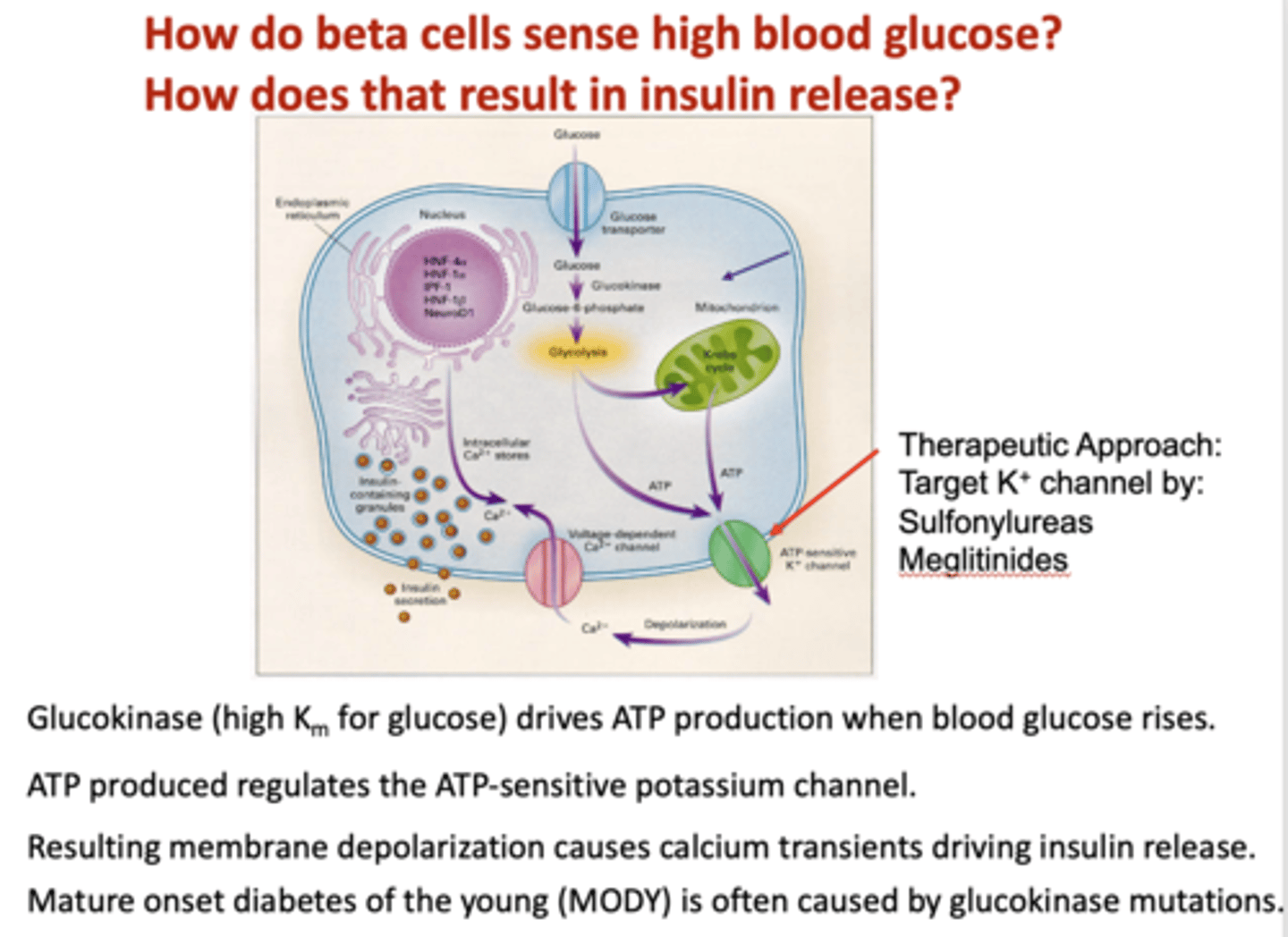 <p>glucokinase</p>
