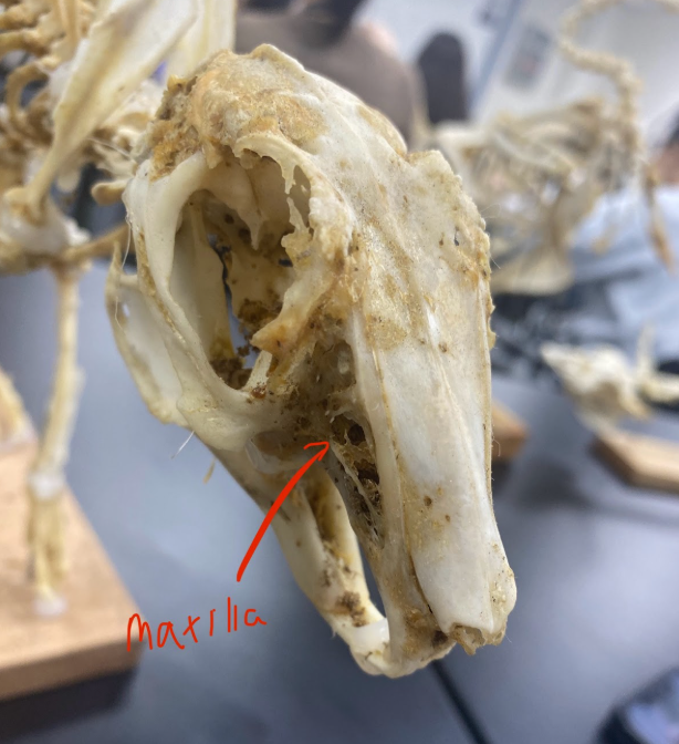 <p>Maxilla </p>