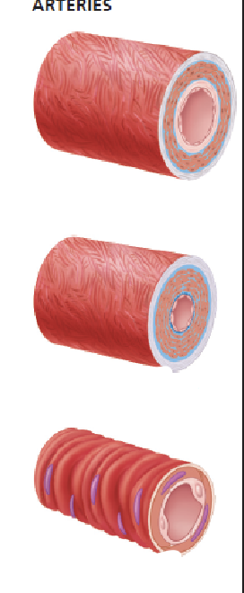 <p>what are the 3 types of arteries + their functions</p>