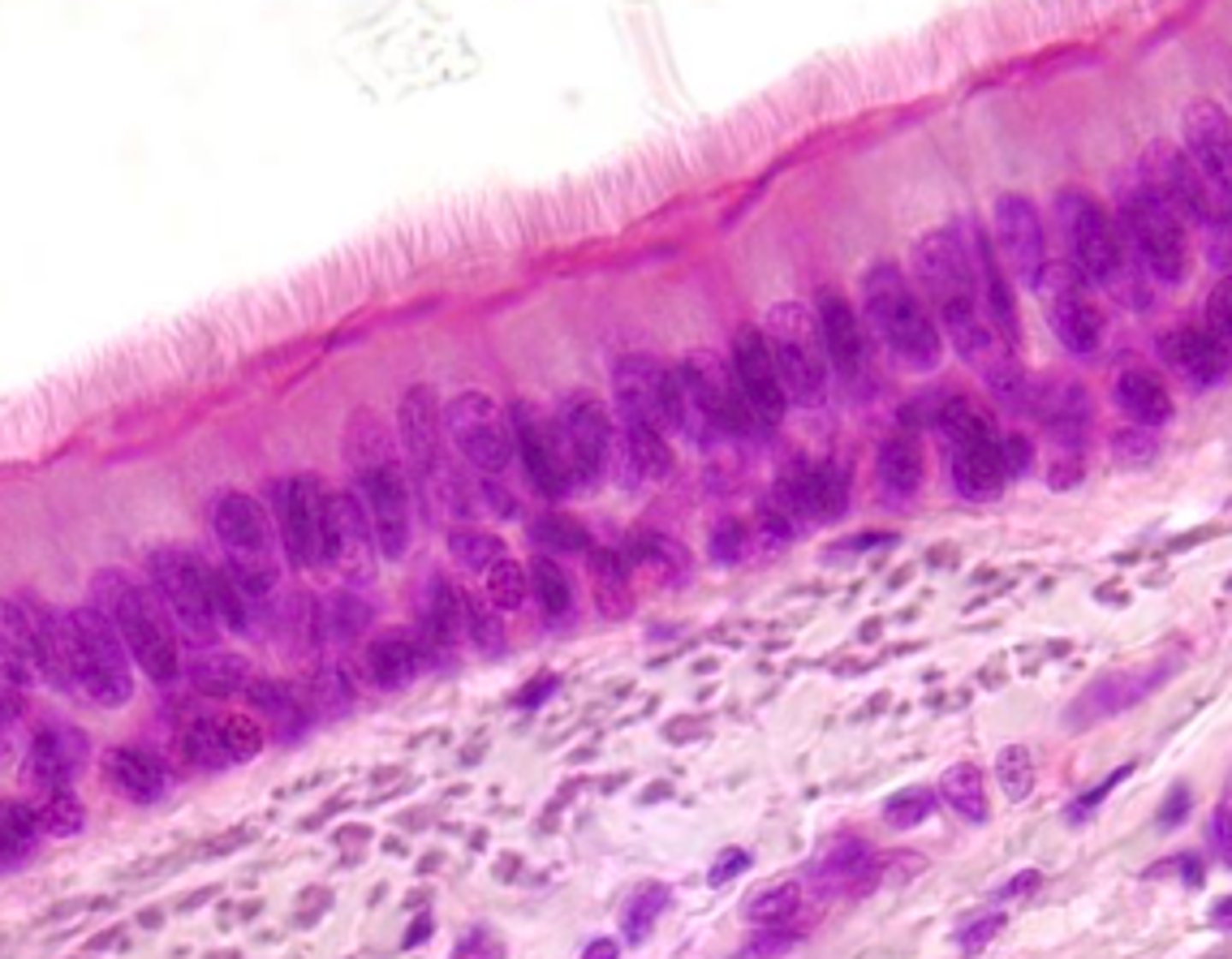 <p>classify this epithelium</p>