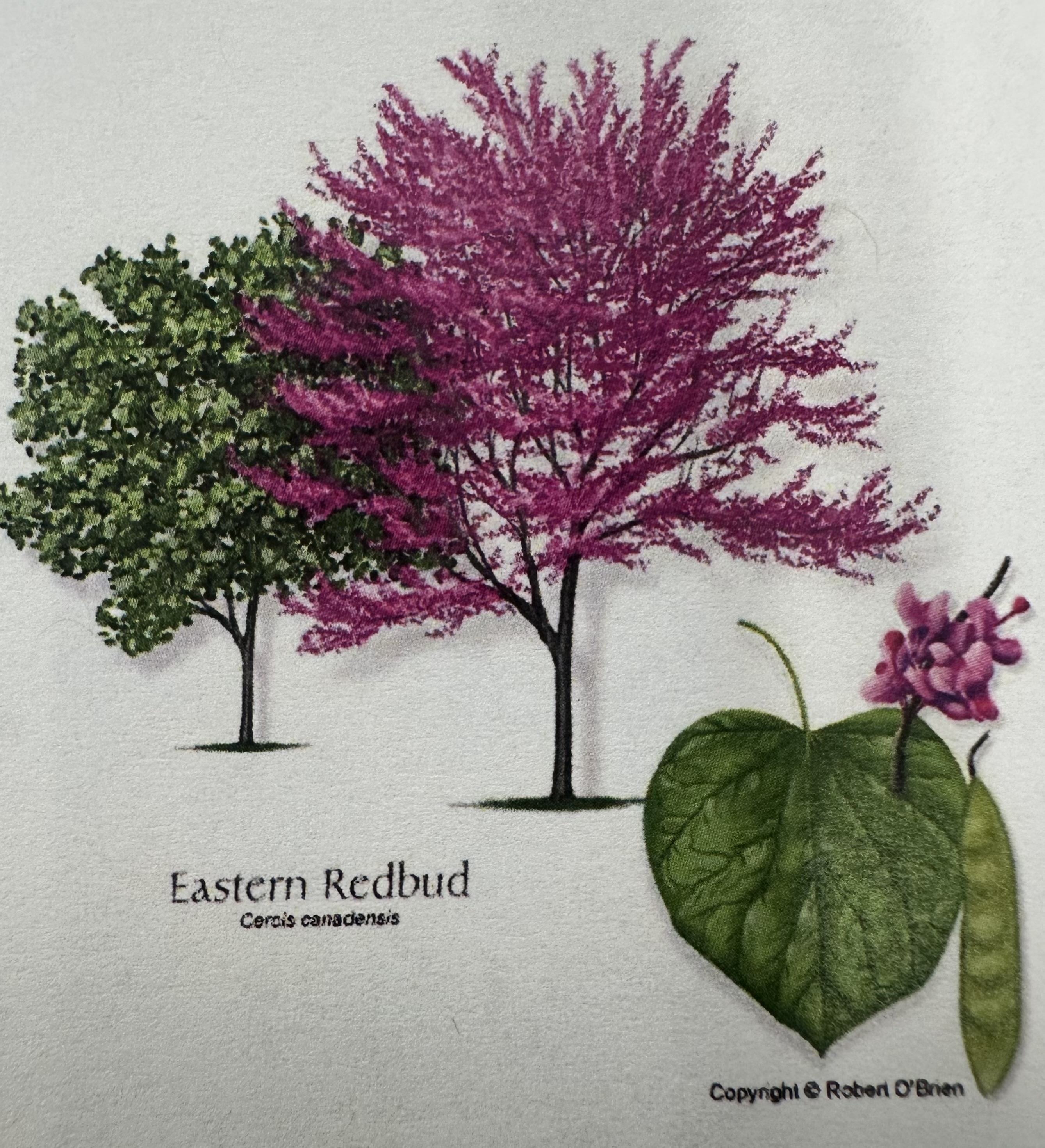 <p>Cercis canadensis</p>