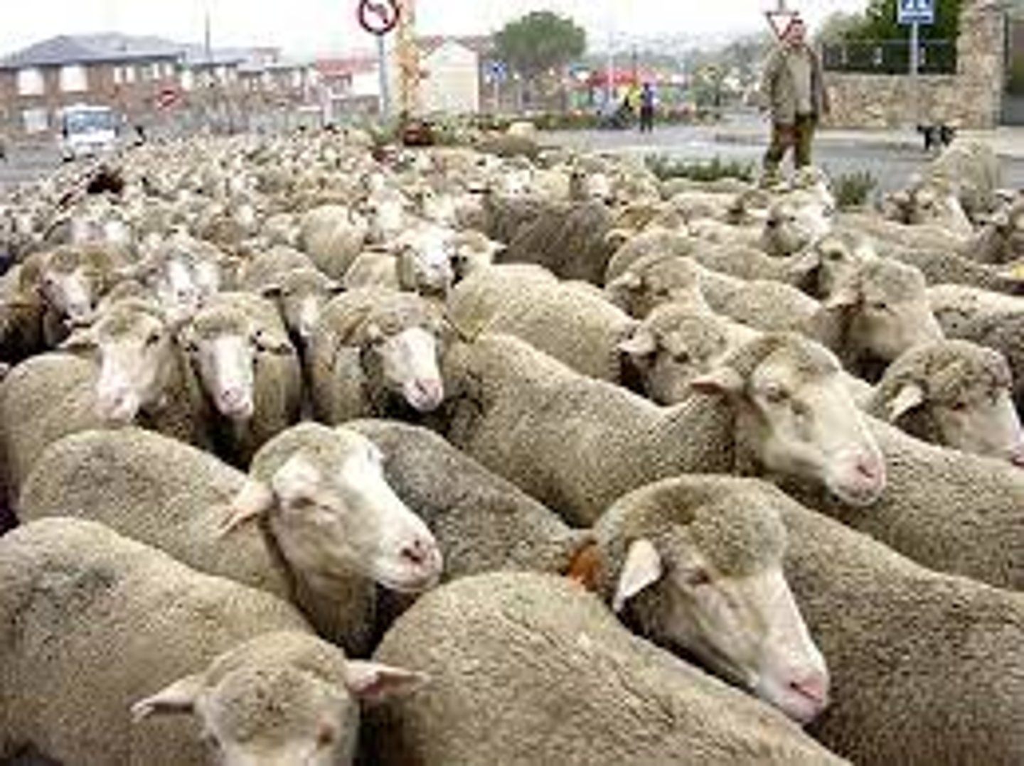 <p>a group of sheep — stado - flock of birds, sheep</p>