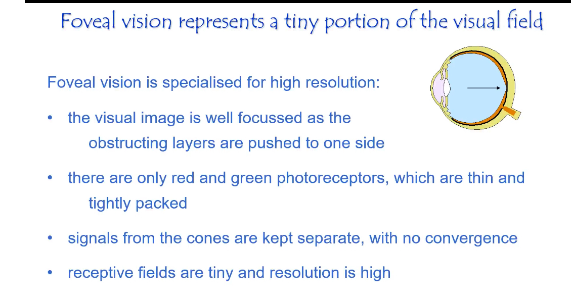 <p>Central vs Peripheral Retina</p>