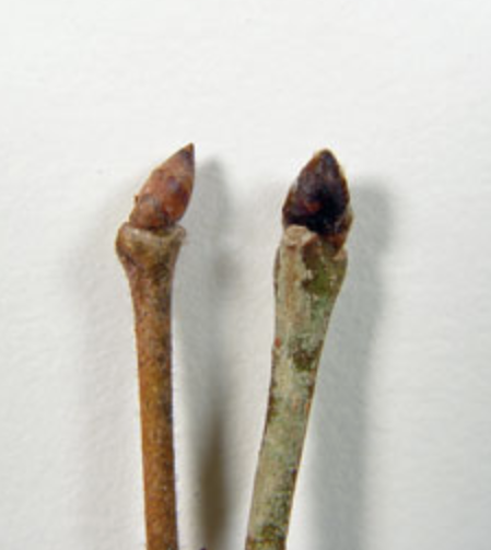 <p><em>Ulmus rubra</em></p><p>Ulmaceae</p>