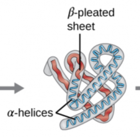 <p>Bonding between the R-Groups; Ionic bonding; Disulfide bridges (covalent bond)</p><p>ex: hydrophobic interactions</p>