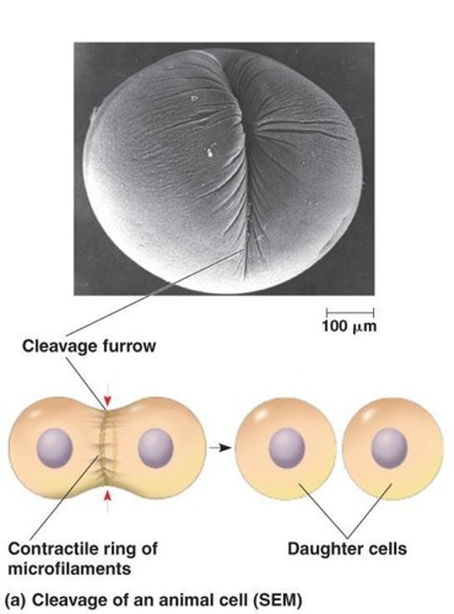 <p>Formation of a cleavage furrow that pinches the cell in two.</p>