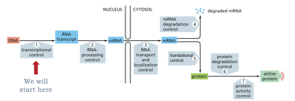 <ul><li><p>GENE EXPRESSION!</p></li><li><p>TRANSCRIPTION IS REGULATED IN BOTH PROKARYOTES AND IN EUKARYOTES</p></li></ul><p></p>