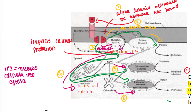 <ol><li><p>alpha subunit activates bc hormone has bound</p></li><li><p>activates DAG</p></li><li><p>activates phospho-lipase C = becomes IP3 = increased calcium = activates calmodulin (protein that binds with Ca2+) = this can activate kinases = phosphorylation of protein</p></li></ol><p></p>