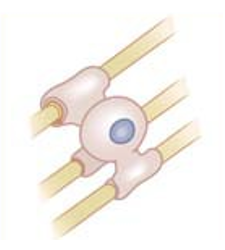 <p>oligodendrogliacel</p>