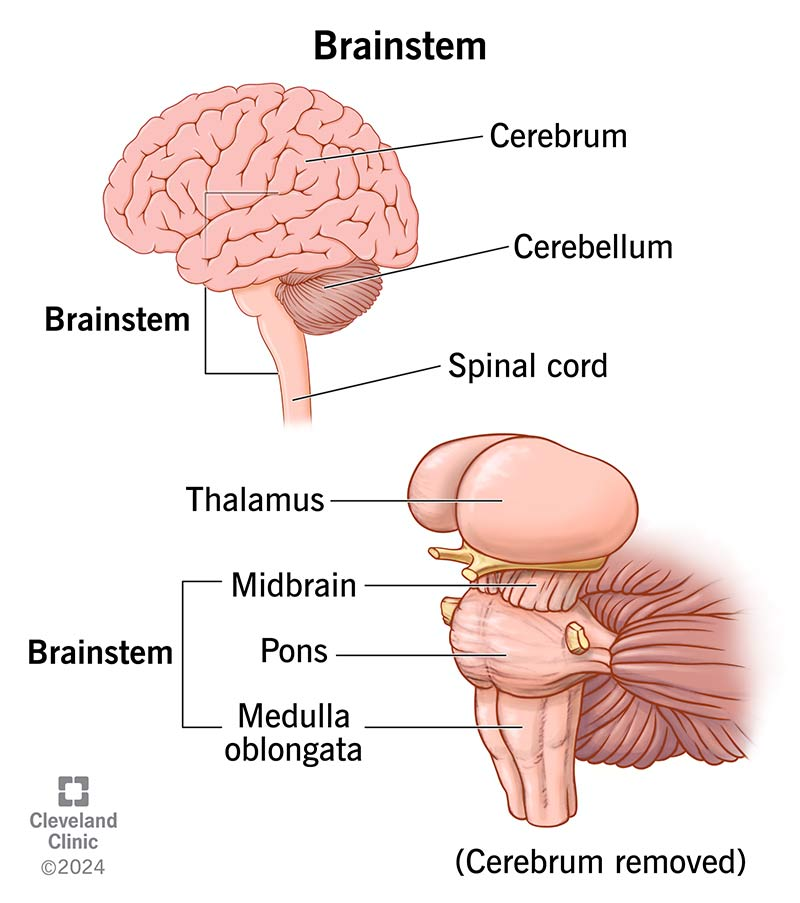 <p>controls salient stimuli (tegmentum), movement (substantia nigra), motivation + rewards (ventral tegmental area), downregulation of pain (periaqueductal grey)</p>