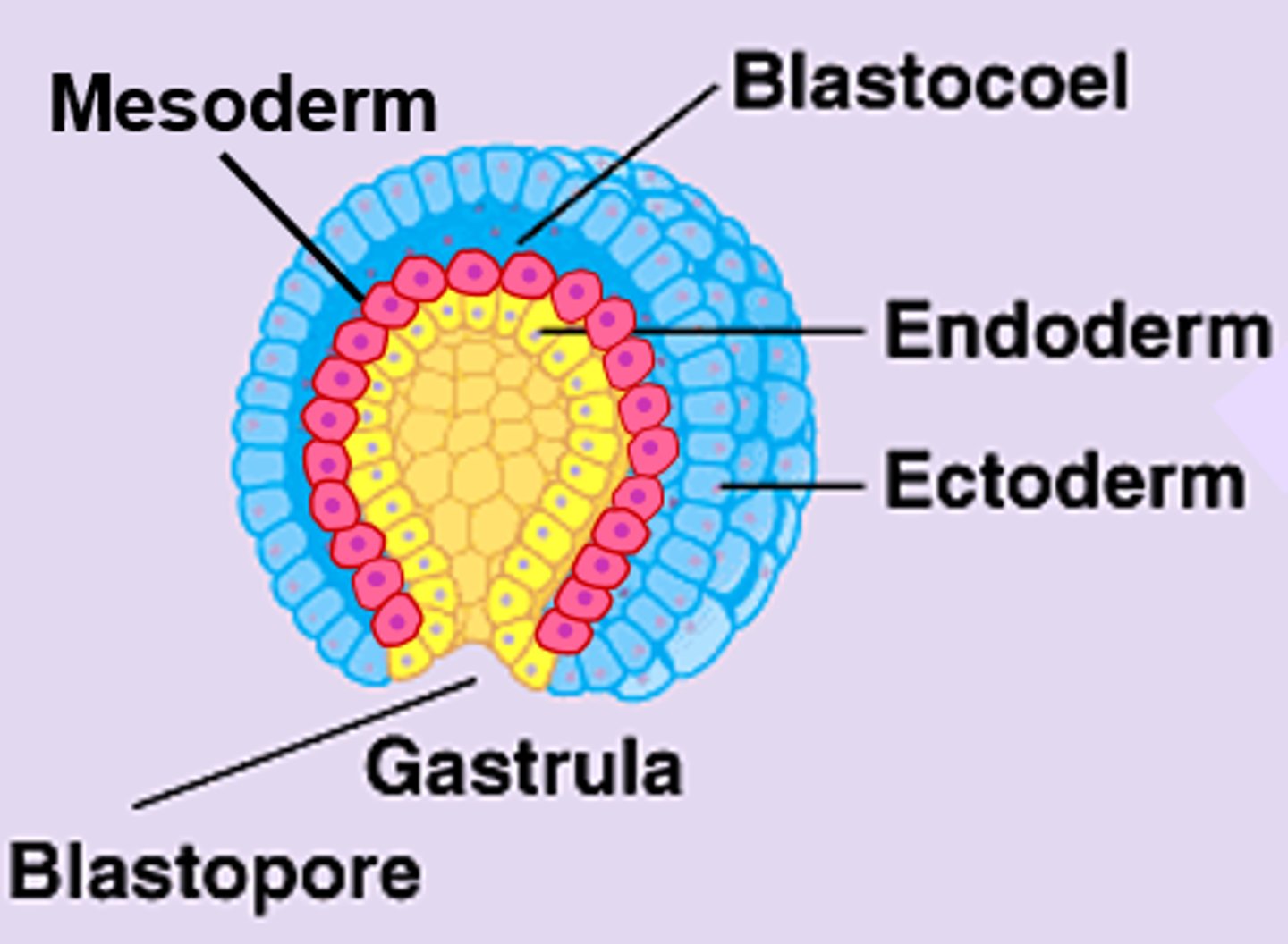 <p>Most living animals</p><p>Bilateral symmetry body plan & 3 germ layers</p><p>2 broad branches = Protostomes & Deuterostomes</p>
