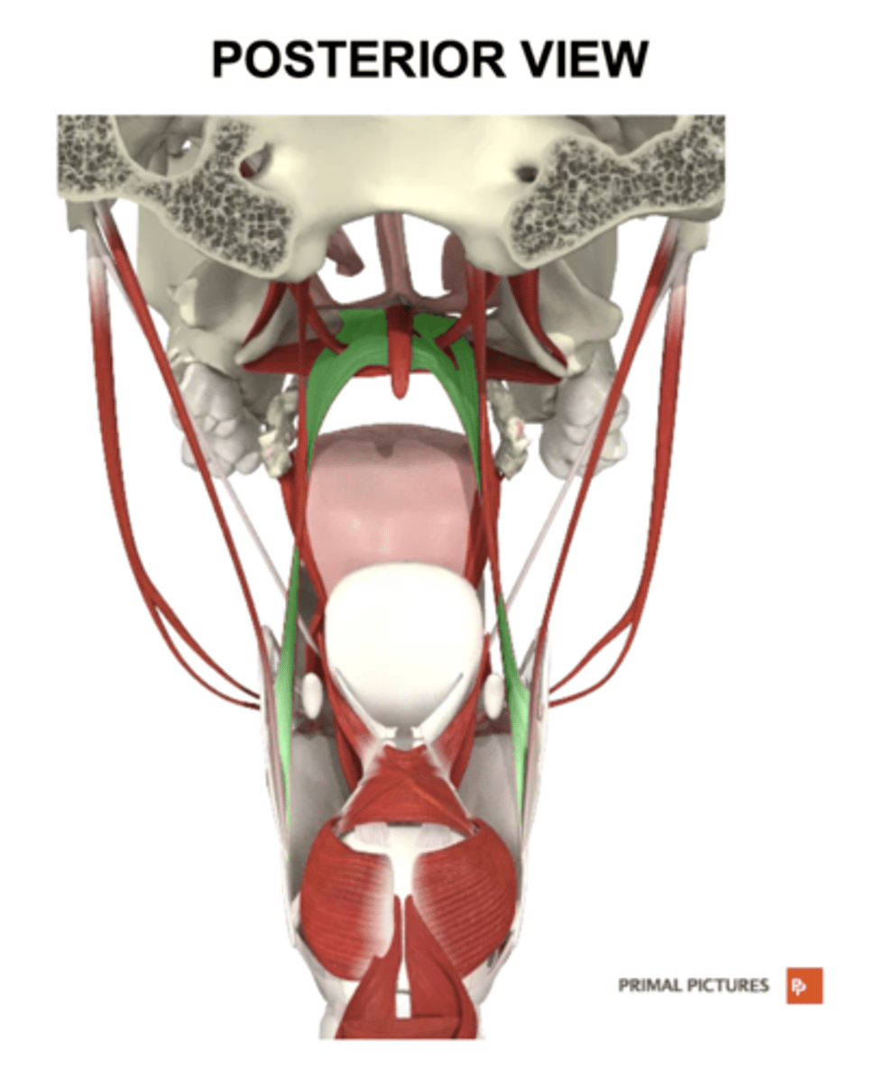 <p>label this muscle</p>