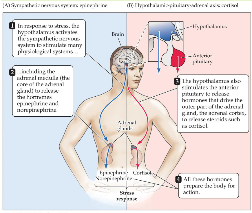 <p>Sympathetic nervous system (fight or flight, epinephrine) &amp; HPA axis (stress hormone system, cortisol)</p>